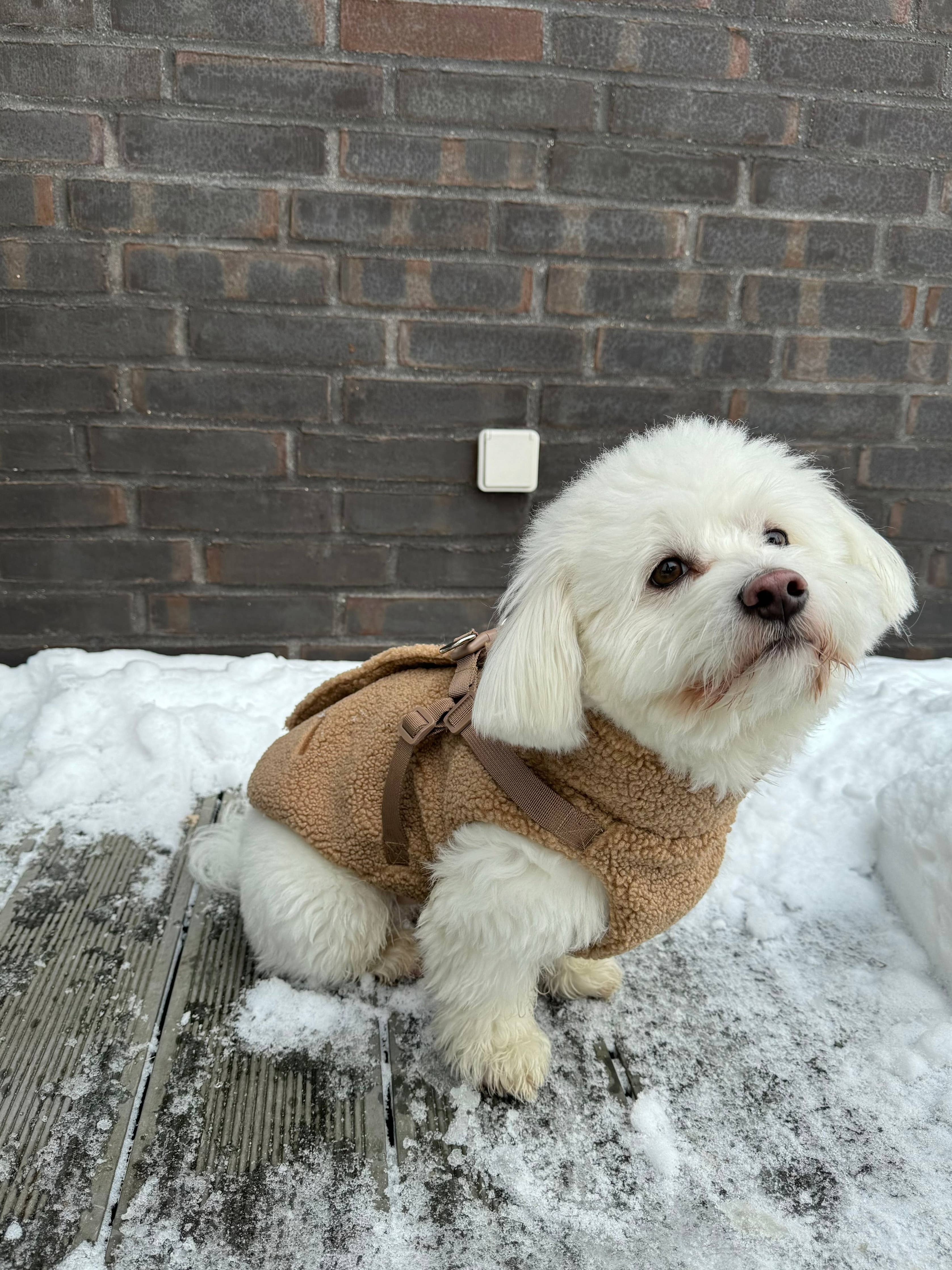 Teddyfleece-Hundemantel mit integriertem Geschir