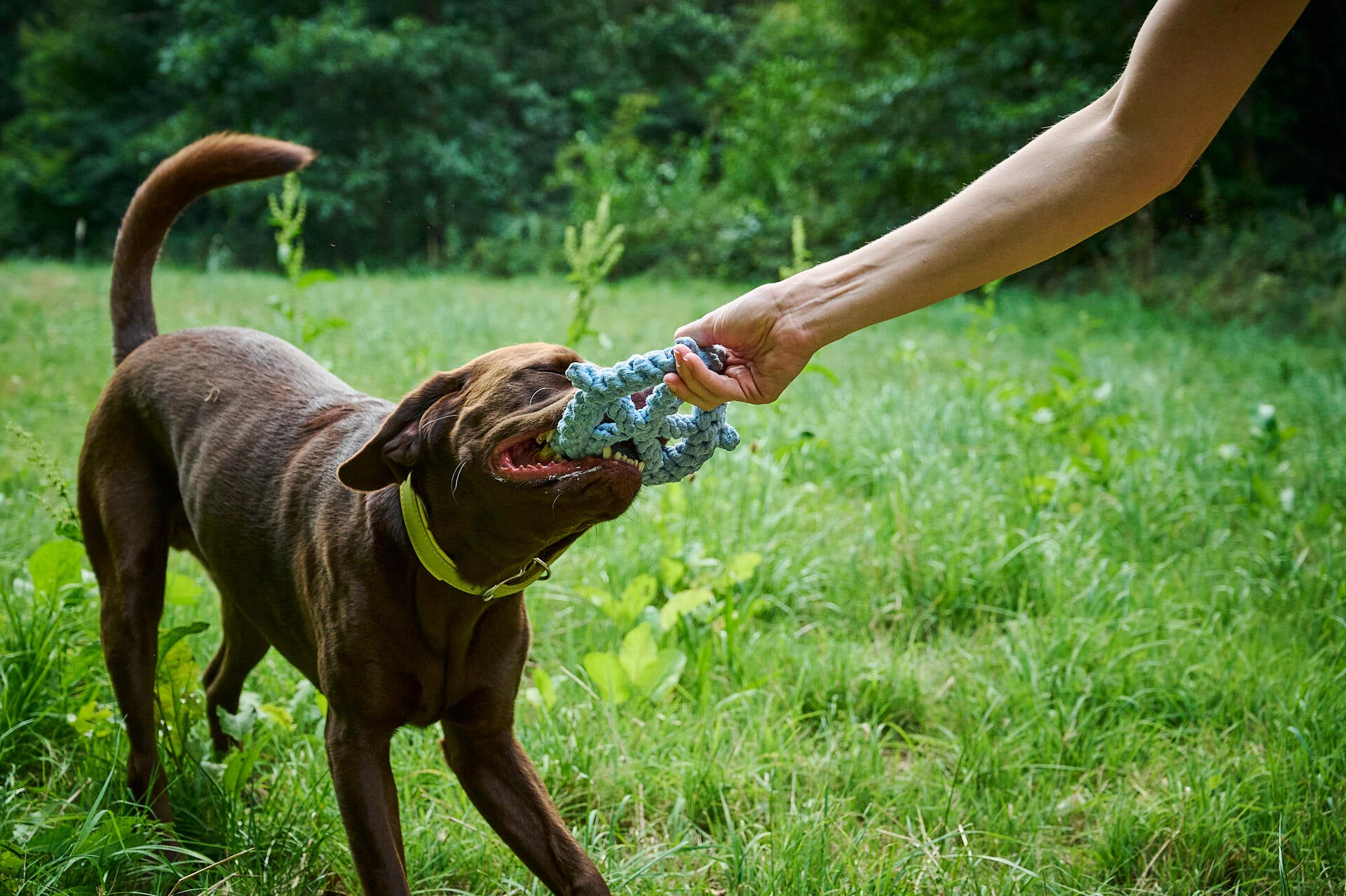 Skipper - Kult-Spielzeug für Hunde