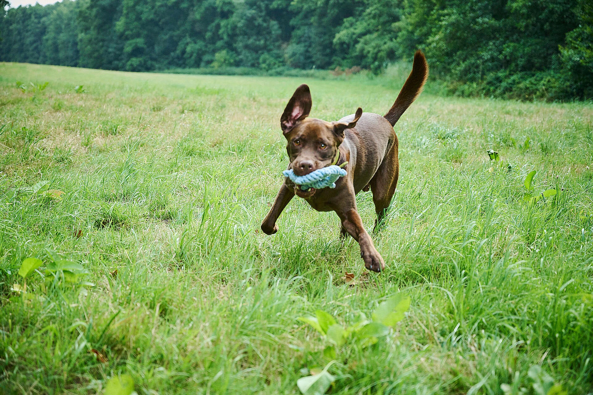 Skipper - Kult-Spielzeug für Hunde