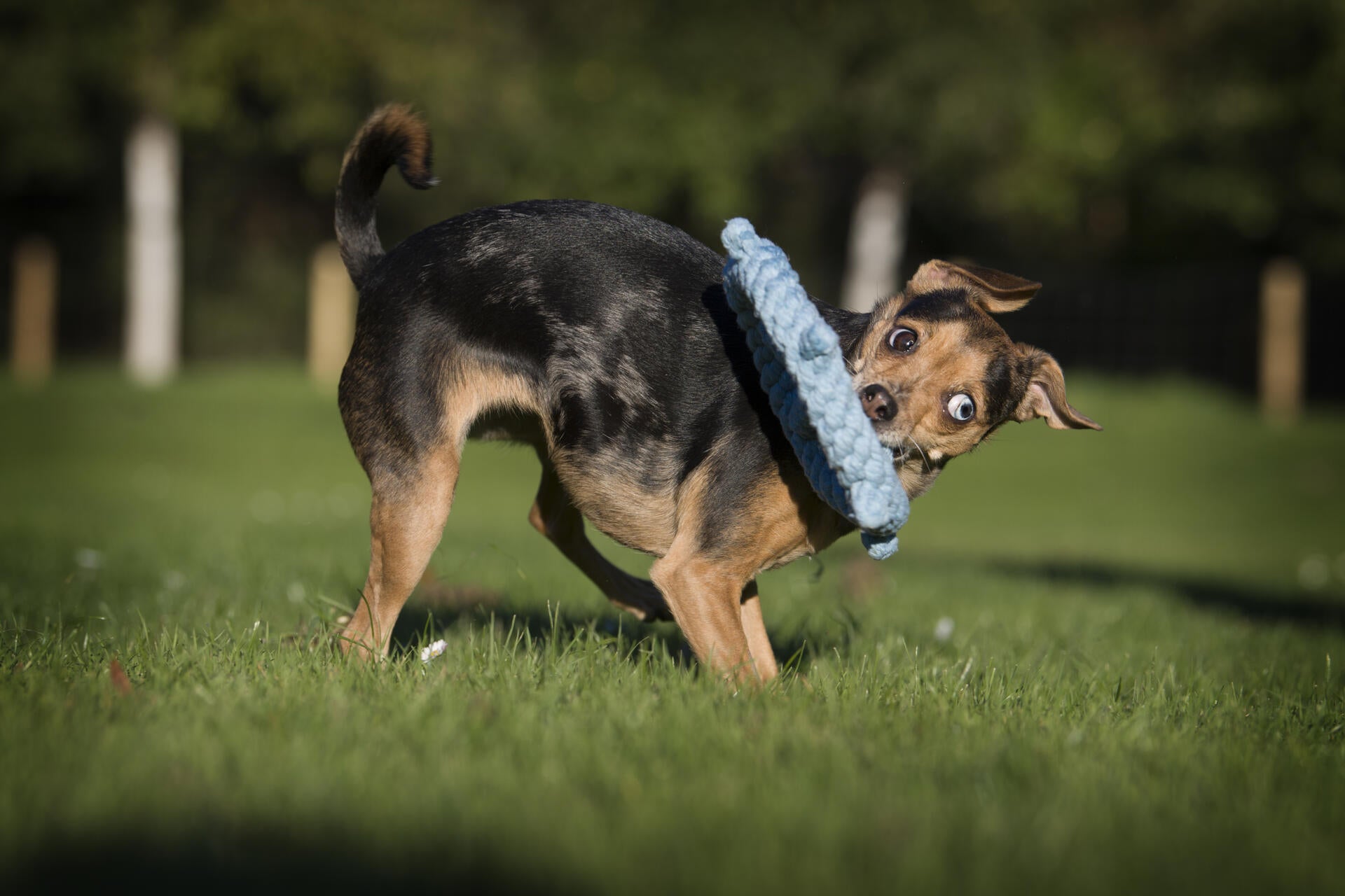 Skipper - Kult-Spielzeug für Hunde