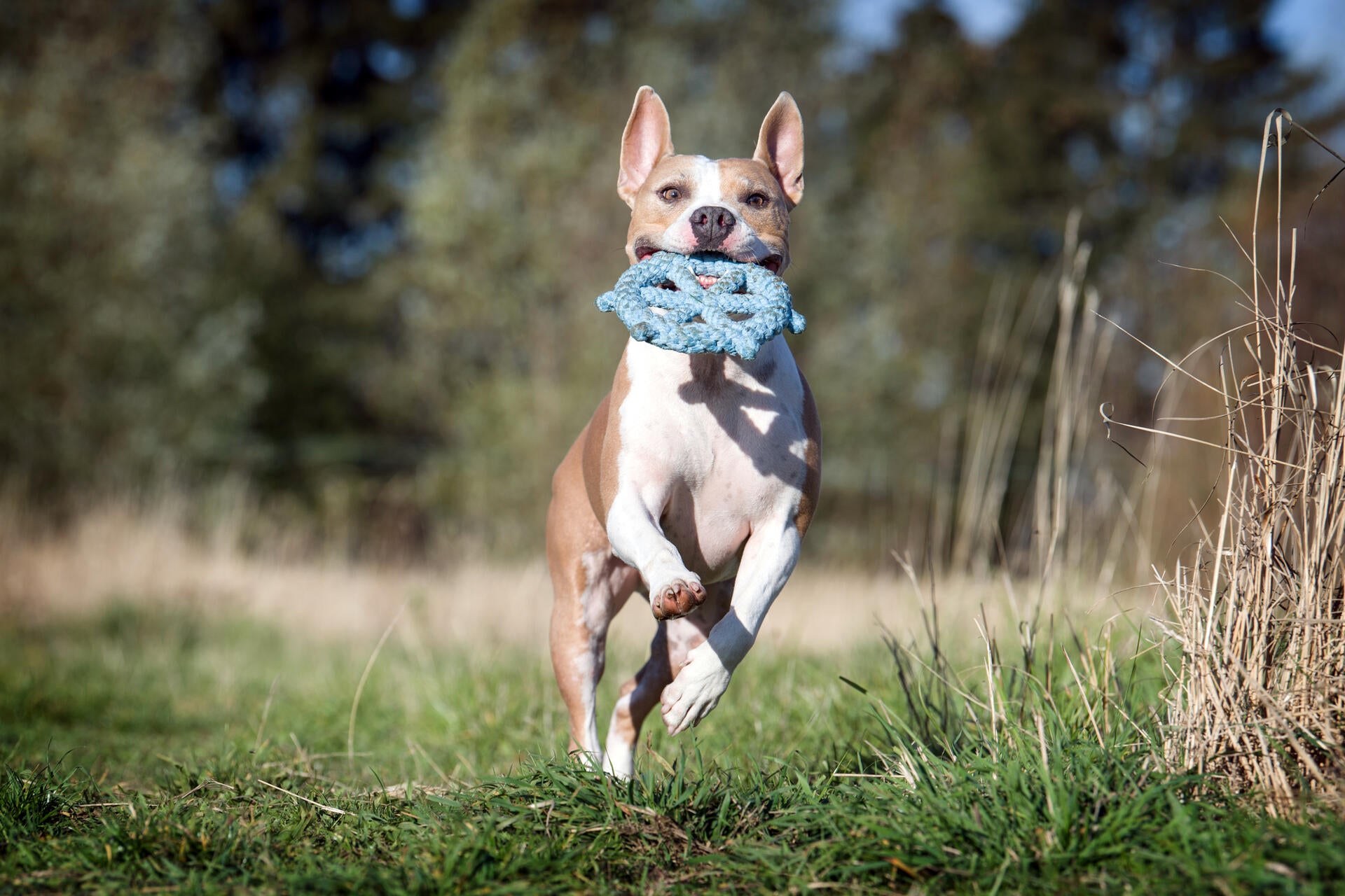 Skipper - Kult-Spielzeug für Hunde