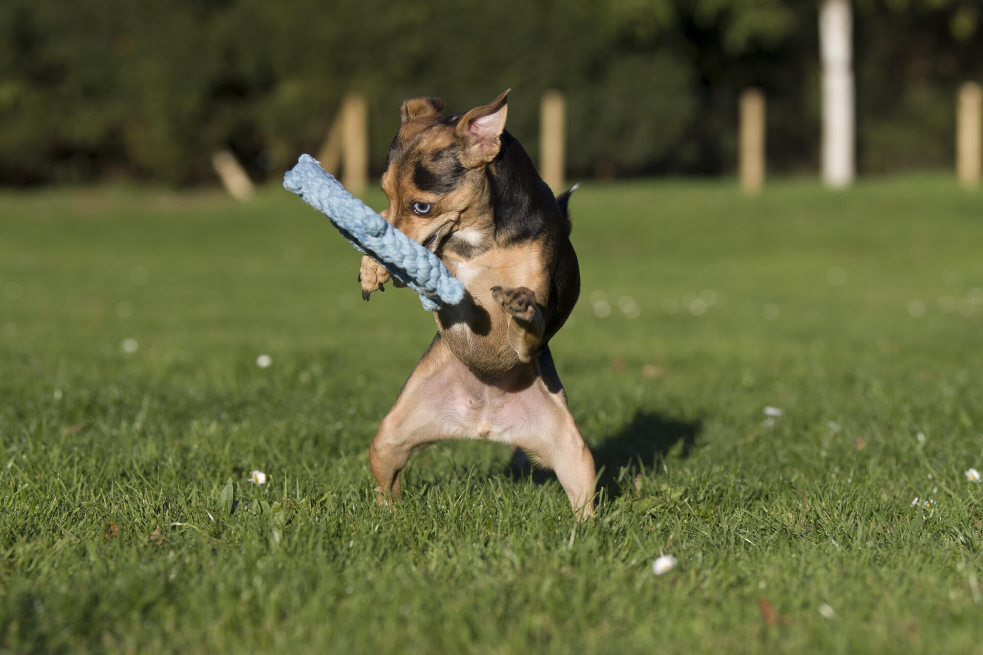Skipper - Kult-Spielzeug für Hunde