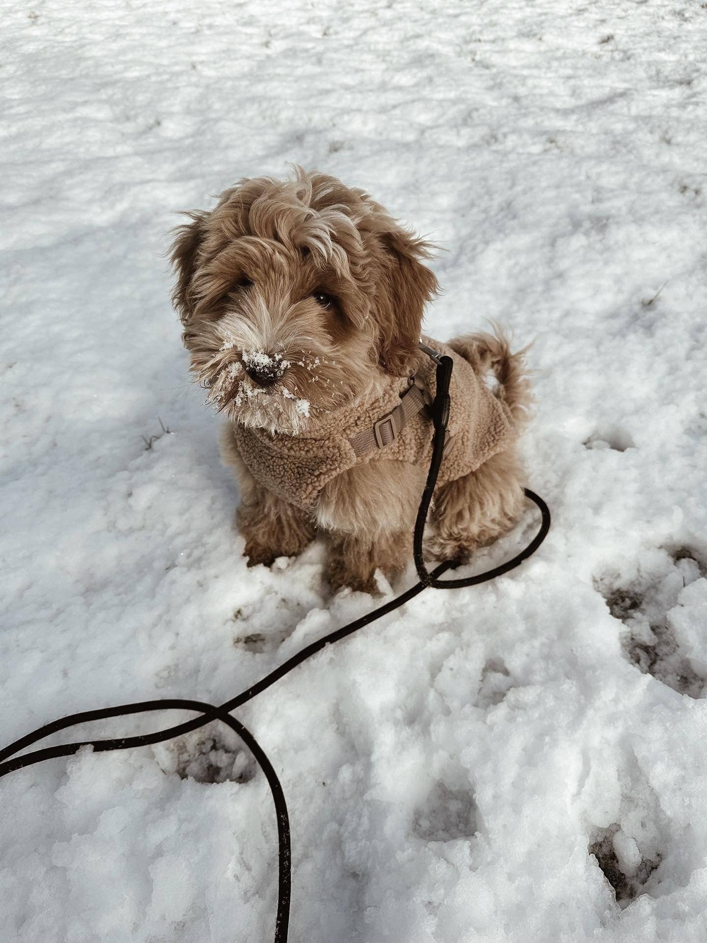 Teddyfleece-Hundemantel mit integriertem Geschir