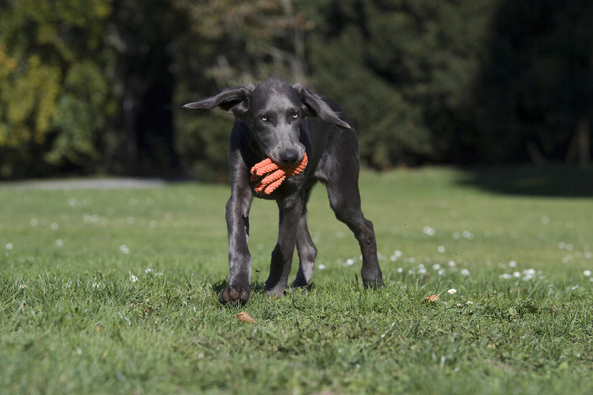 Thaddäus Tintenfisch – Handgeknüpftes Hundespielzeug aus Baumwolle