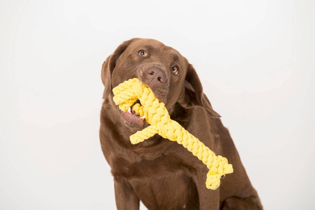 3 Bestseller im Set zum Vorteilspreis - Pfotenlieblinge