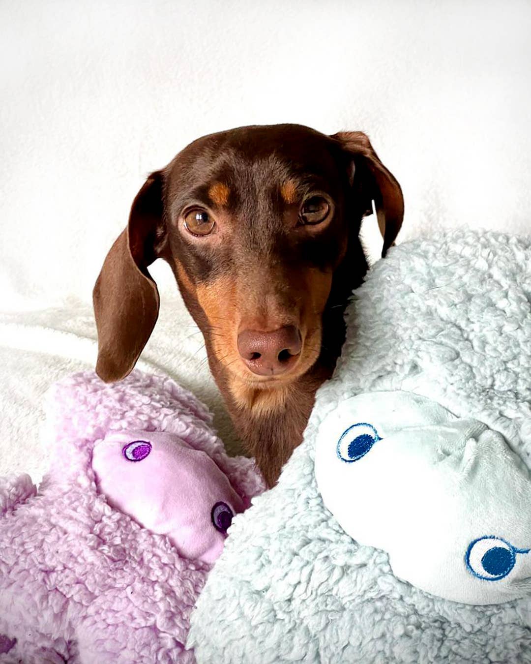 Antistress-Plüschtier mit ätherischen Ölen - Nocciolino