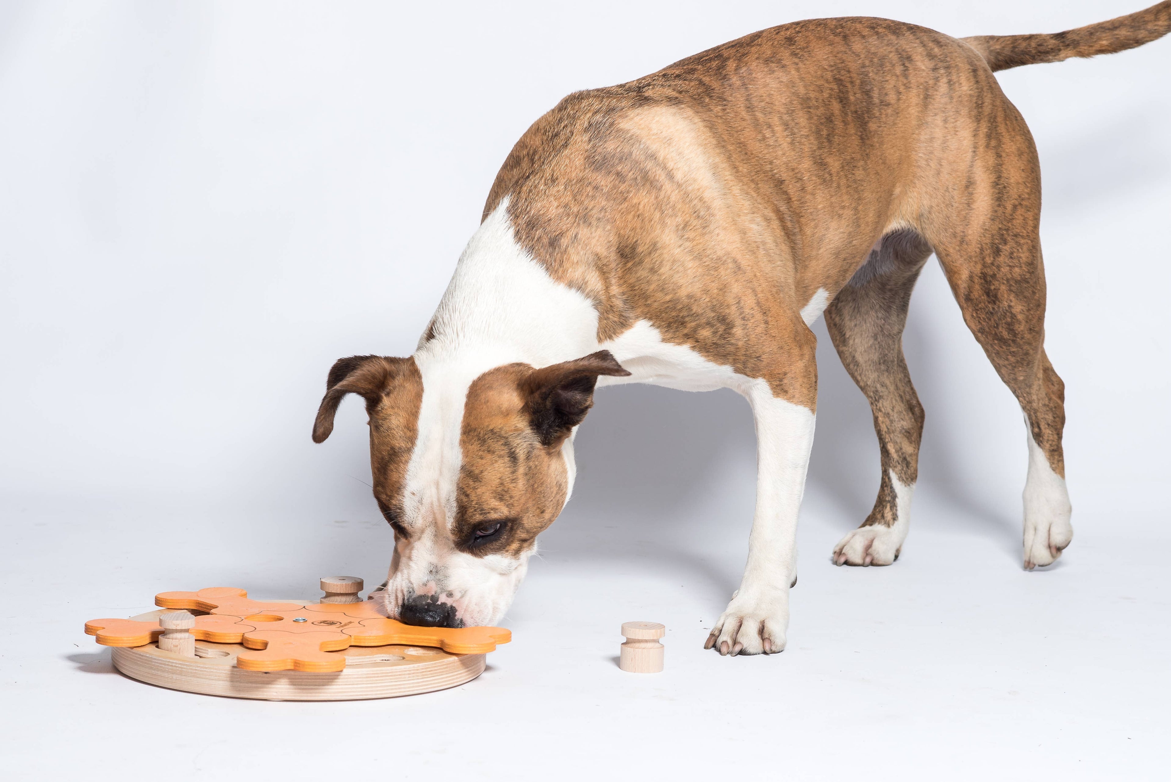 Carousel of Bones - intelligentes Hundespiel