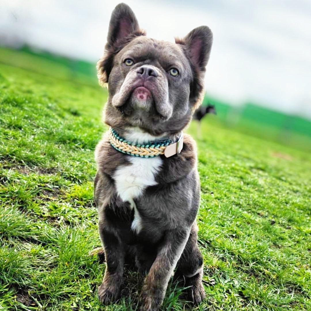 Handgemachtes Paracord-Hundehalsband "Seagrass"