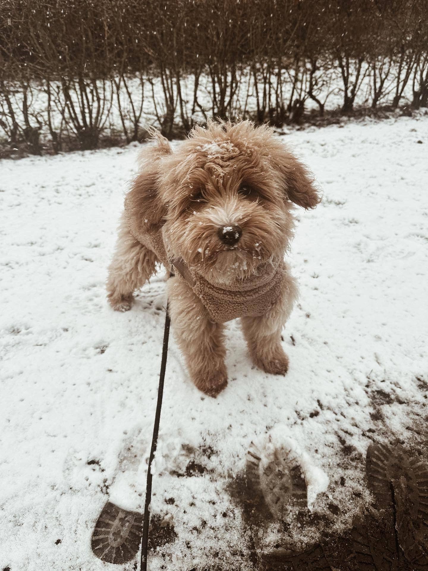 Teddyfleece-Hundemantel mit integriertem Geschir