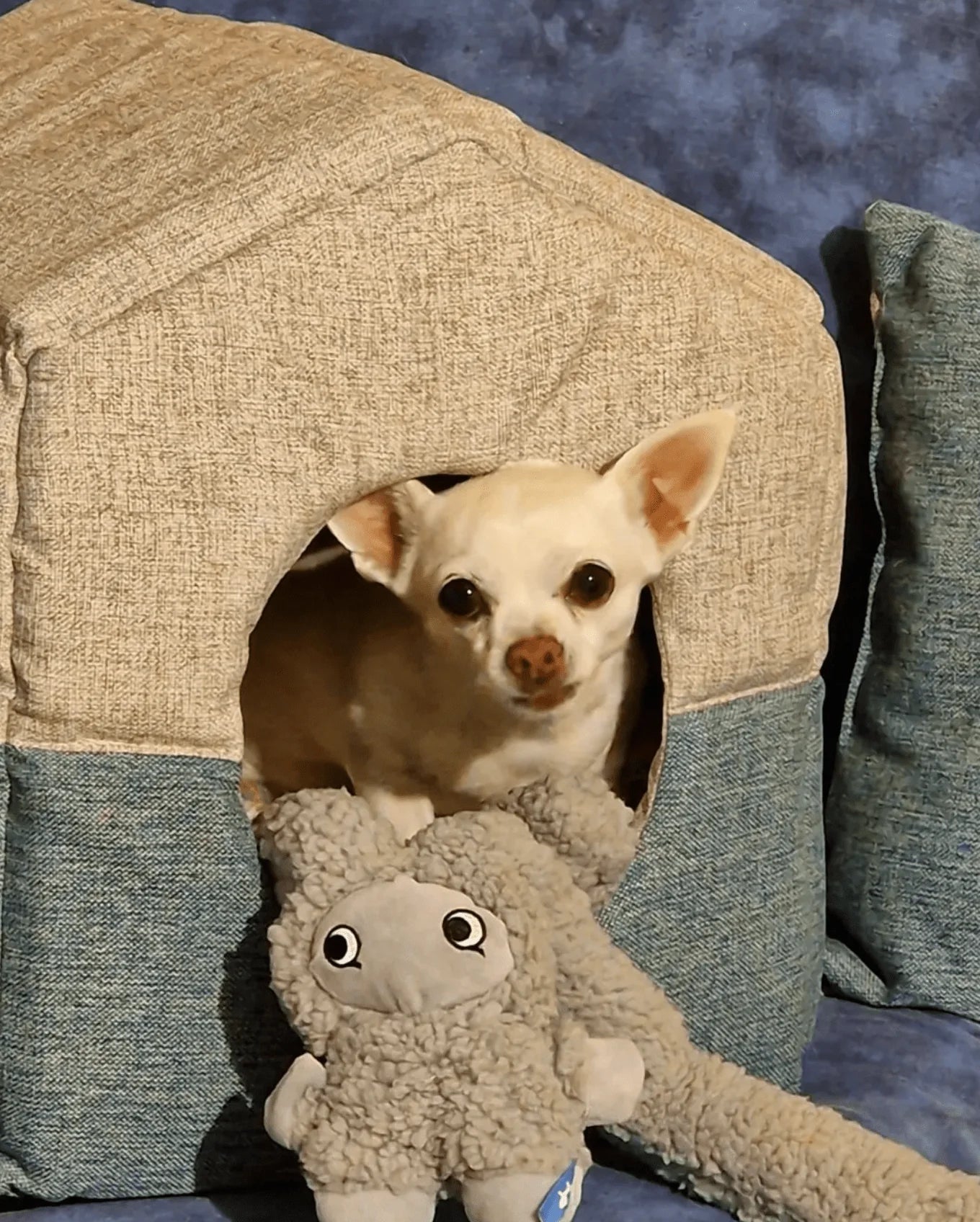 AromaStories Set – MUSK & ROSICCHIO Spielzeuge mit Duftfunktion, 5 € günstiger - Pfotenlieblinge