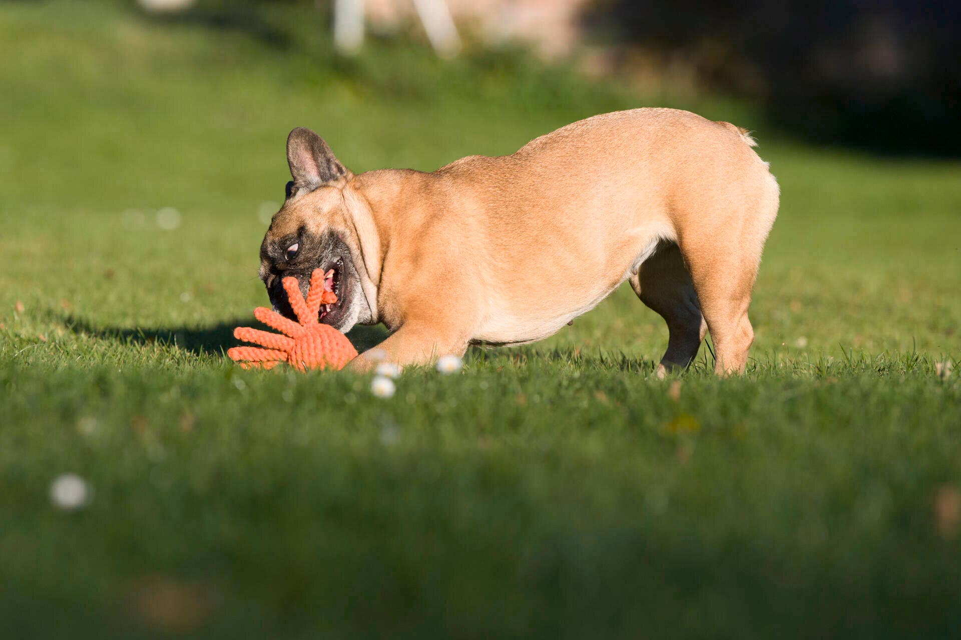 Thaddäus Tintenfisch – Handgeknüpftes Hundespielzeug aus Baumwolle