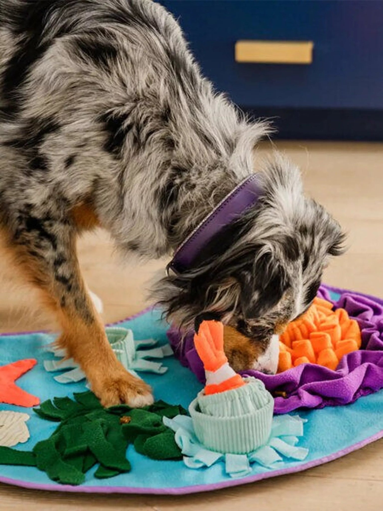 Coral Cove Schnüffelmatte – Nasenarbeit trifft Spielspaß - Pfotenlieblinge