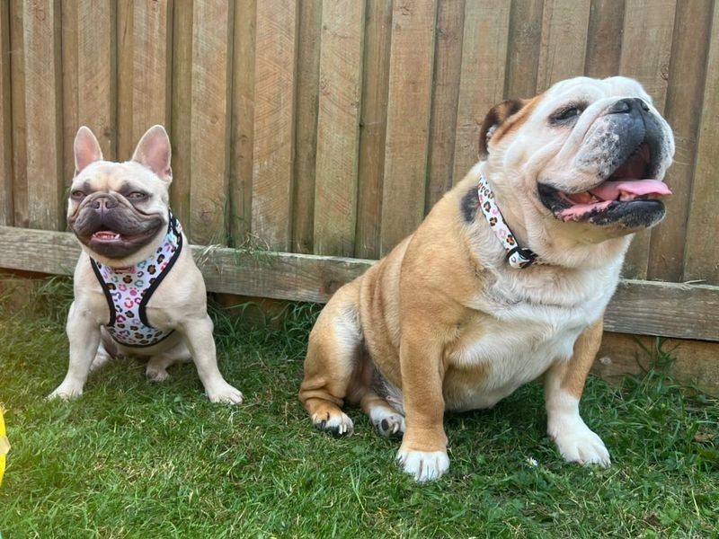Verstellbares Hundegeschirr | Leicht, atmungsaktiv & stylisch I Der Wilde