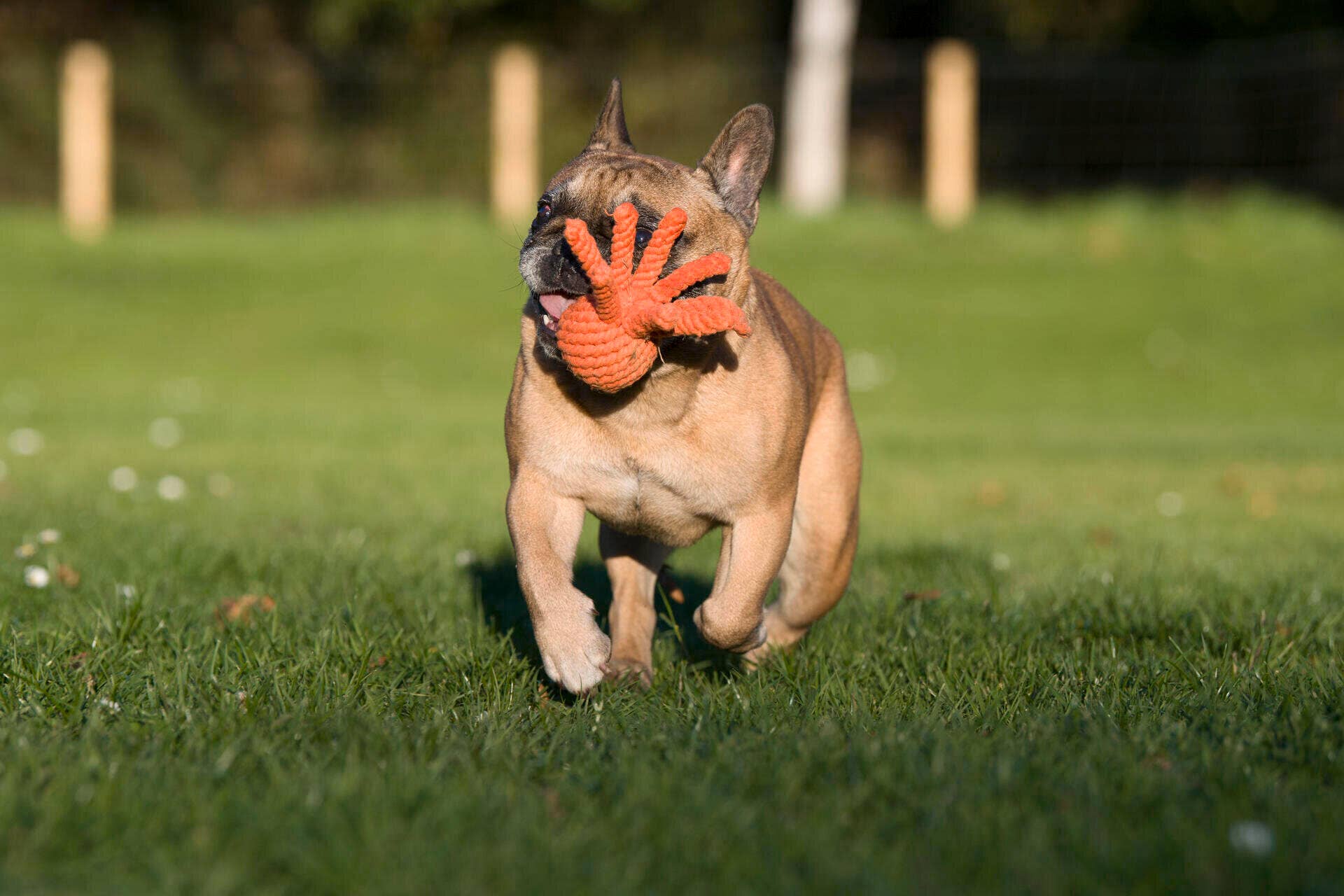 Thaddäus Tintenfisch – Handgeknüpftes Hundespielzeug aus Baumwolle