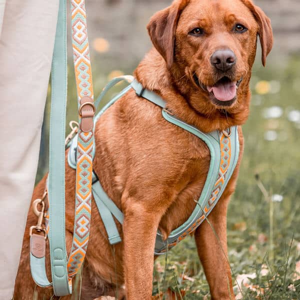 Set Hundehalsband, Leine und Geschirr – Mint/Orange