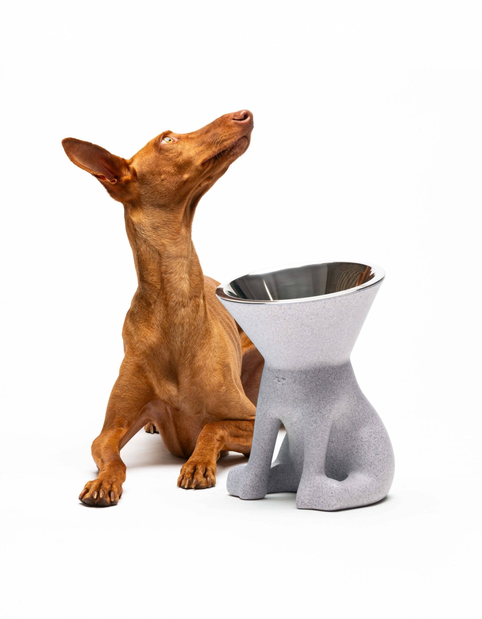 Elizabeth: Erhöhter Hundenapf - Pfotenlieblinge