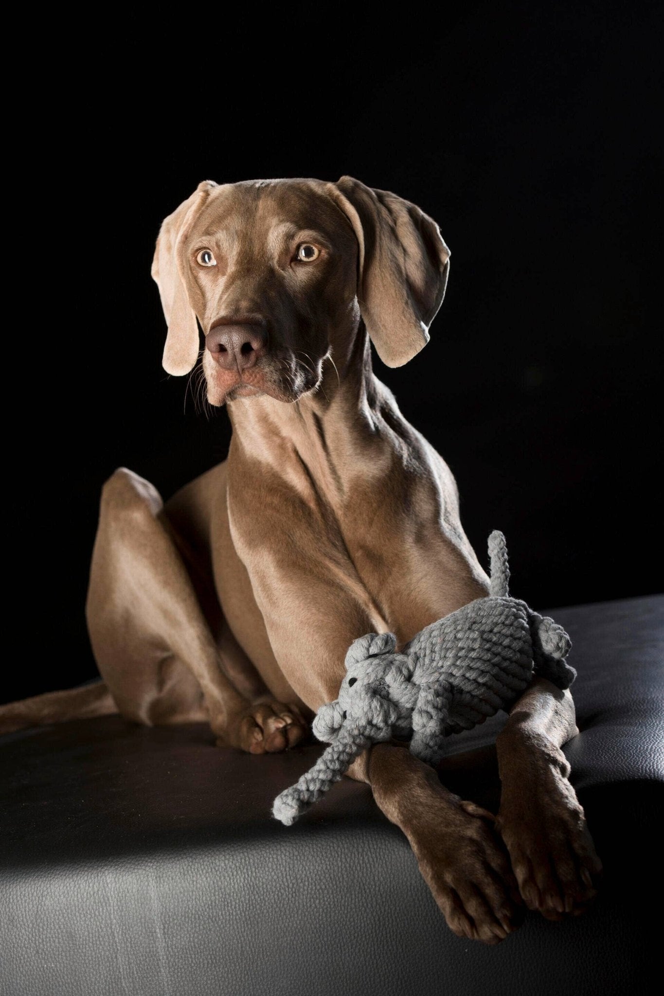 Elton Elefant Hundespielzeug – robust & zahnpflegend - Pfotenlieblinge