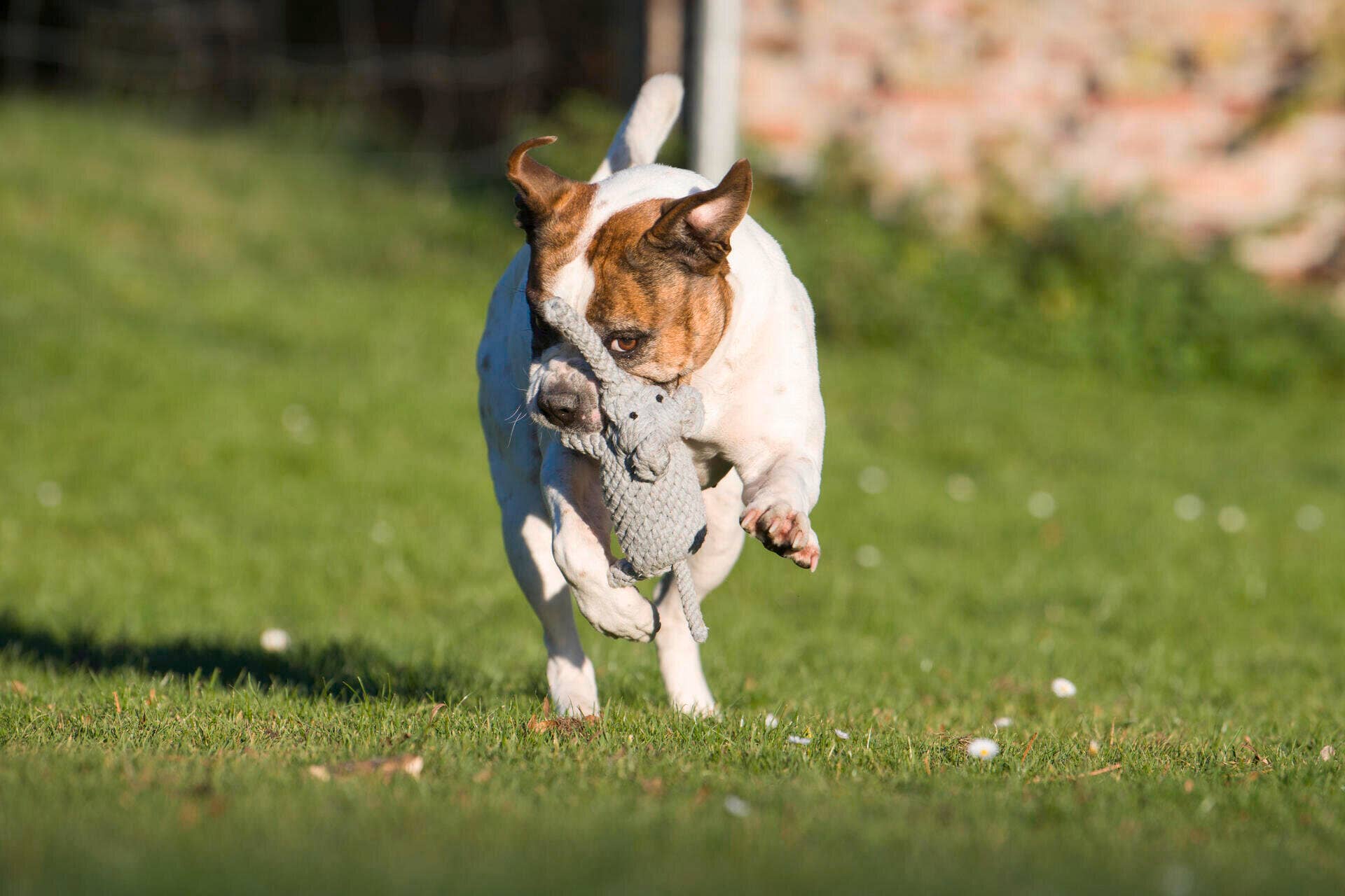 Elton Elefant Hundespielzeug – robust & zahnpflegend - Pfotenlieblinge