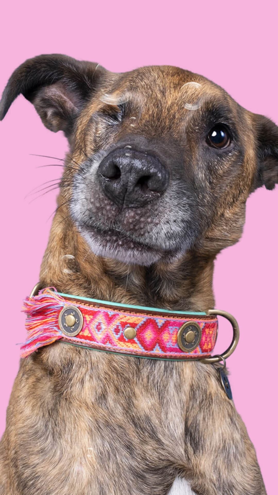Exklusives Set: Boho rosa Halsband + Leine „Sugarbabe“