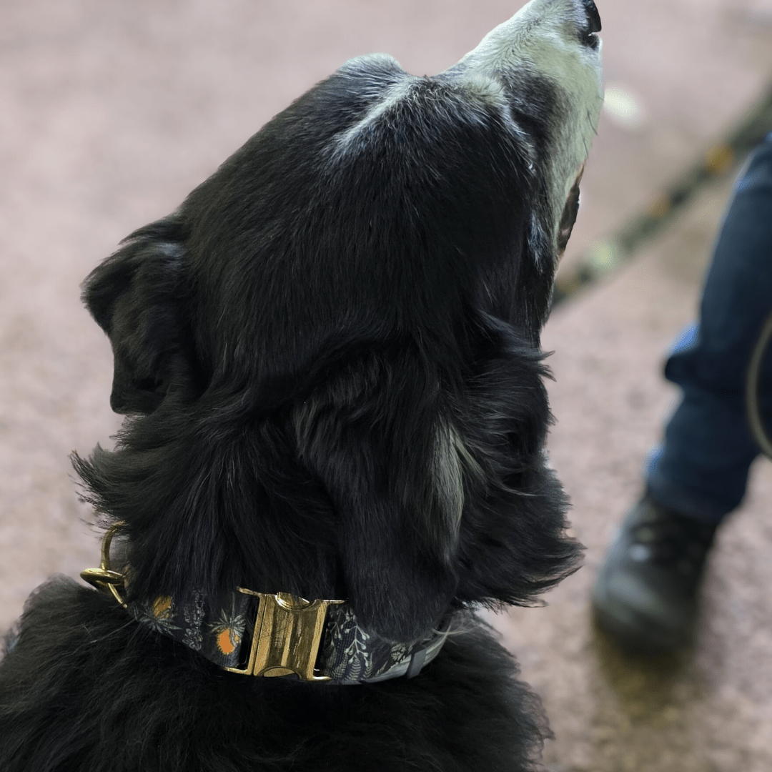 Forest Walkies Set – Nachhaltige Leine & Halsband aus rPet & Kaktusleder, handgemacht - Pfotenlieblinge