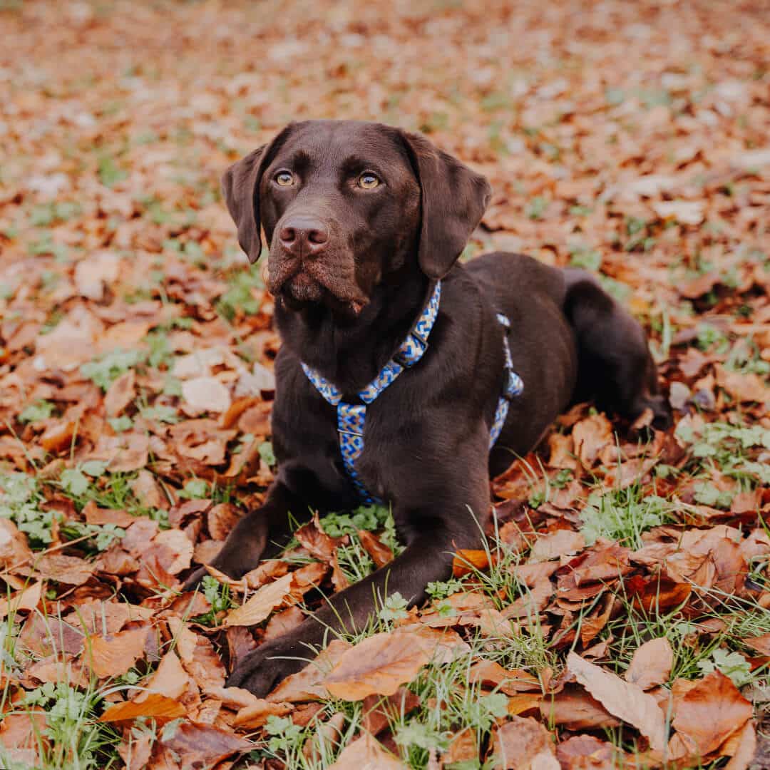 Set Hundehalsband, Leine und Geschirr - Mocca/Blau