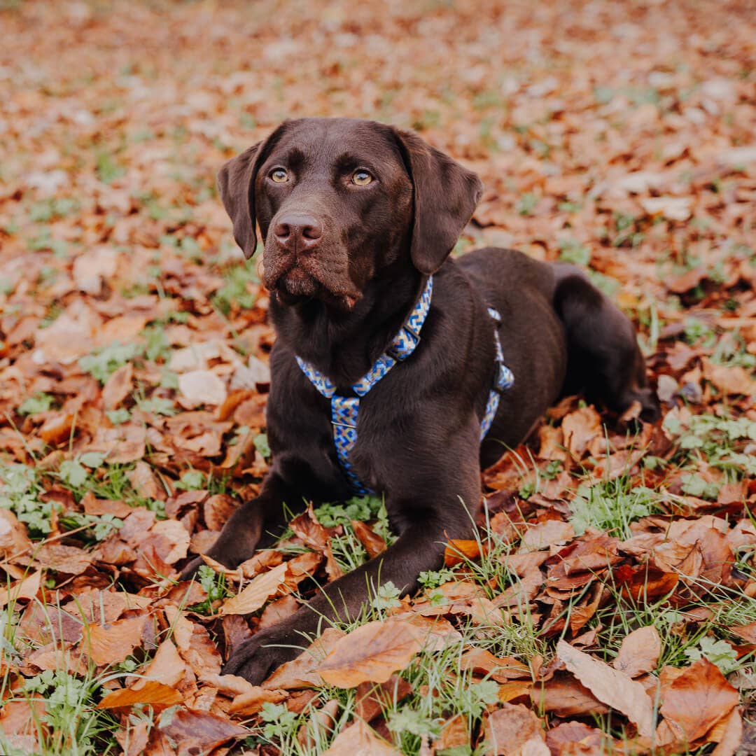 Führgeschirr Gepolstert – 5 - fach verstellbar – Mocca/Blau - Pfotenlieblinge