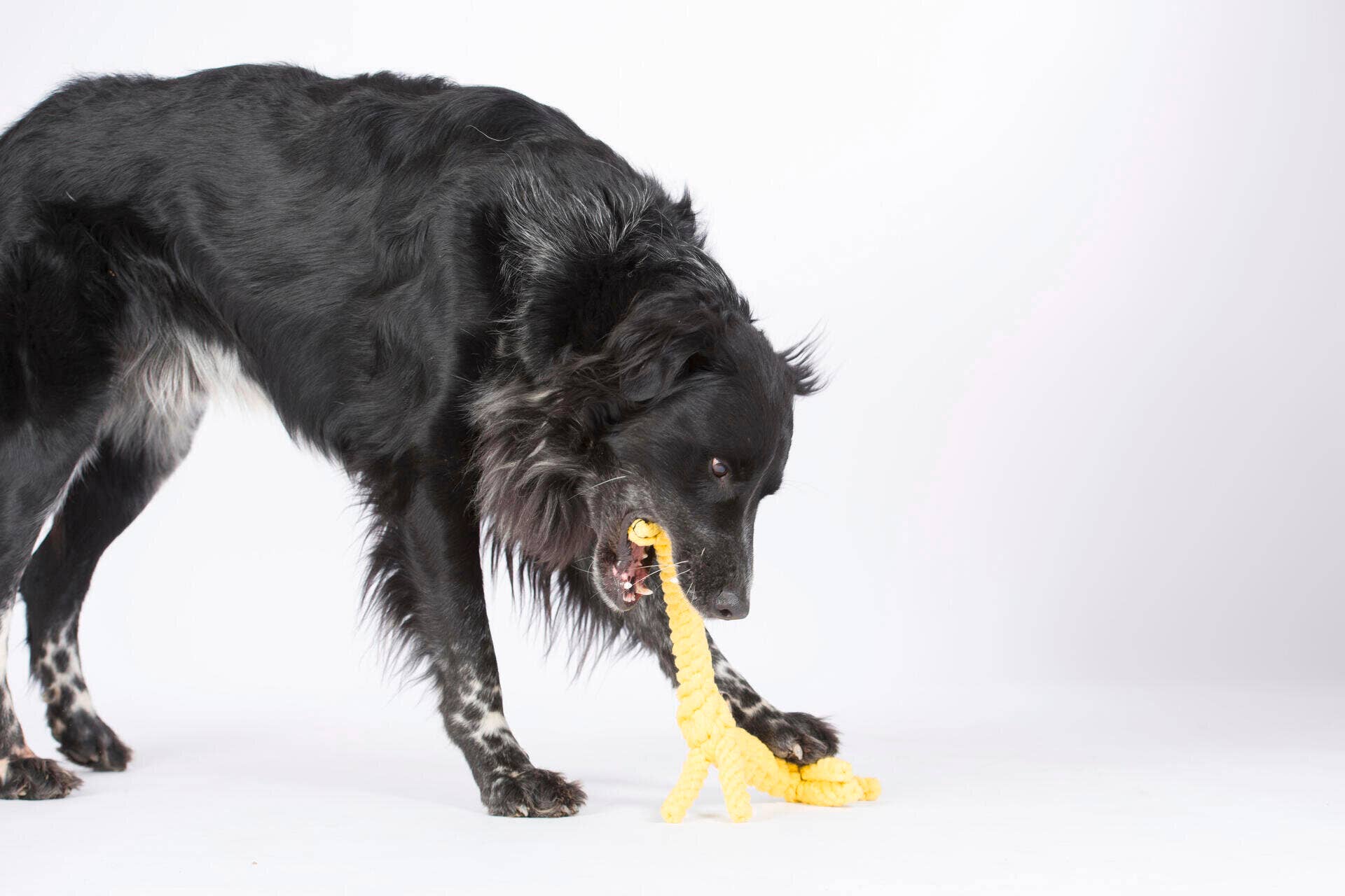 Greta Giraffe – Handgemachtes Hundespielzeug aus Baumwolle - Pfotenlieblinge