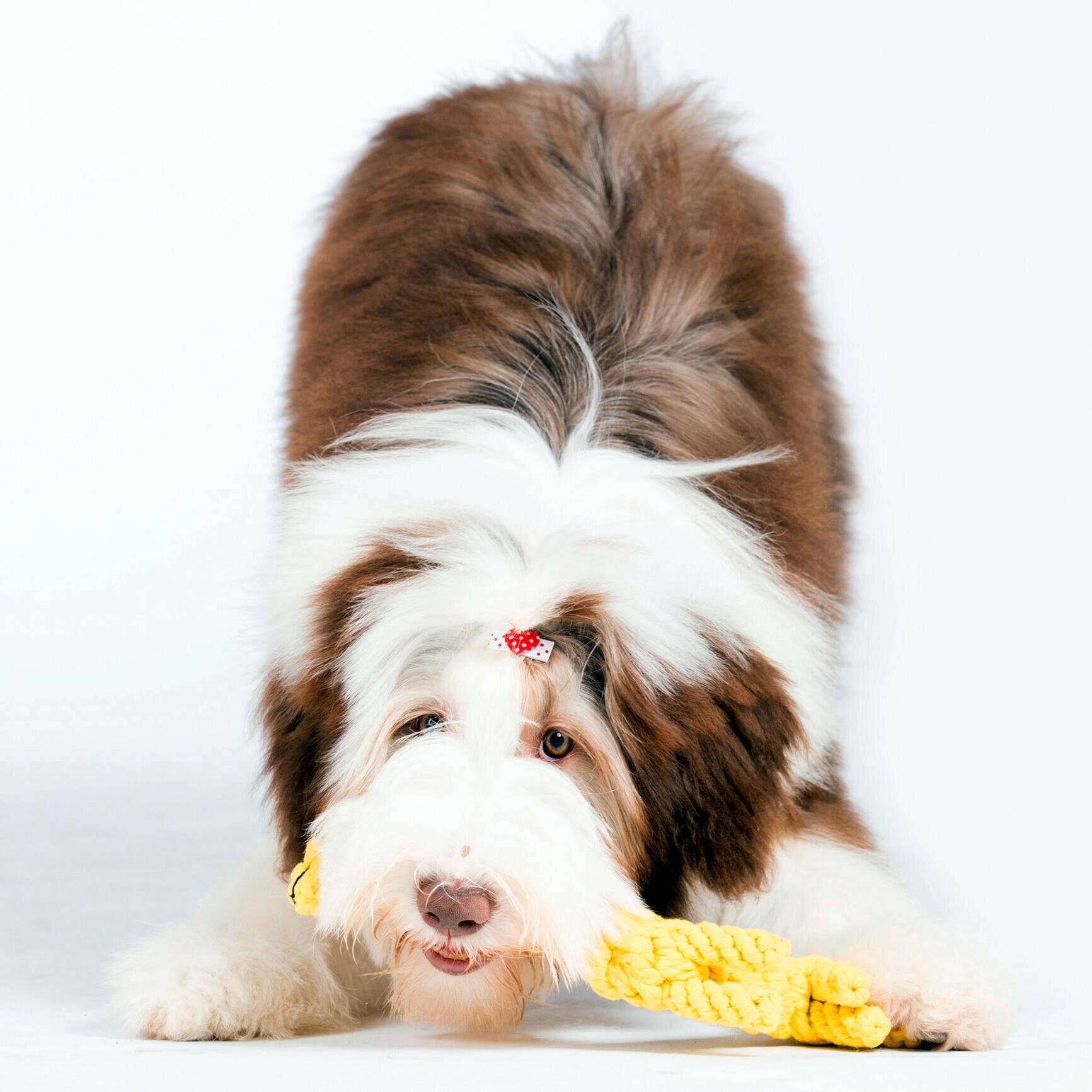 Greta Giraffe – Handgemachtes Hundespielzeug aus Baumwolle - Pfotenlieblinge