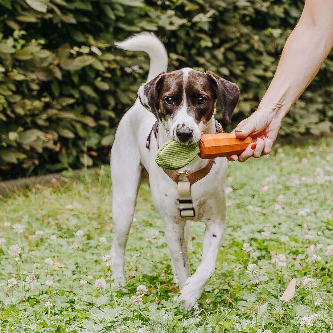 Robustes Hundespielzeug - Carotty - Pfotenlieblinge