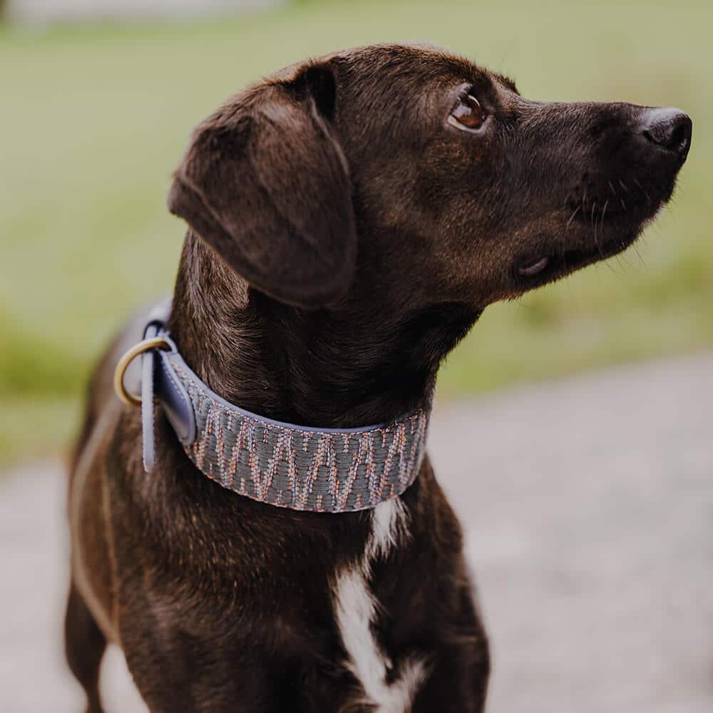Sparset: Halsband & Leine in Blau/Grau