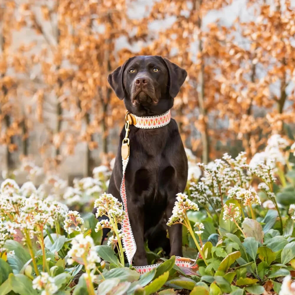 Hundehalsband – Pink/Beige – Kollektion Très Chic Hey Lana - Pfotenlieblinge