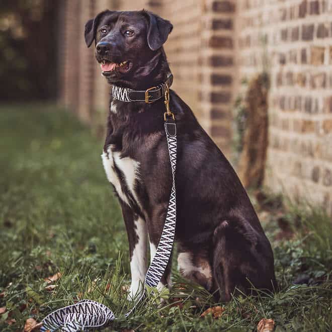 Sparset: Halsband & Leine in Schwarz/Weiß
