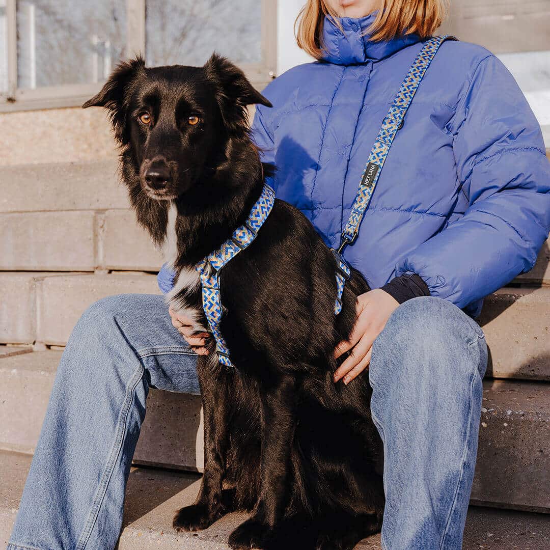 Set Hundehalsband, Leine und Geschirr - Mocca/Blau
