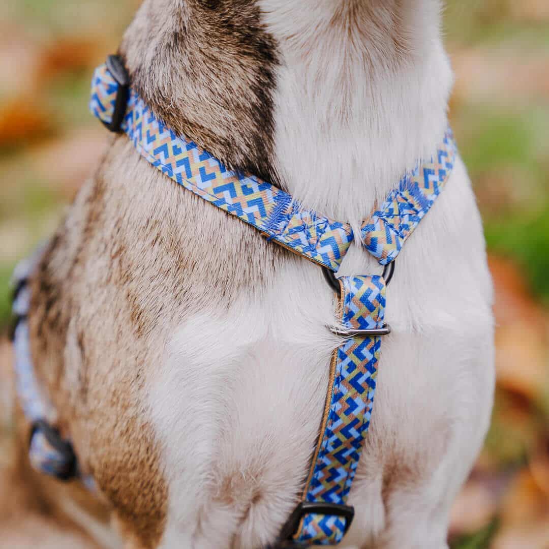 Set Hundehalsband, Leine und Geschirr - Mocca/Blau