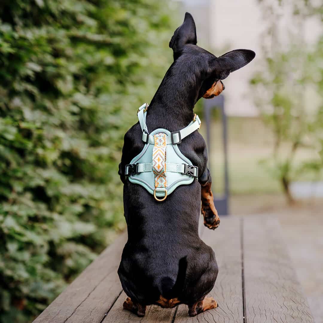 Set Hundehalsband, Leine und Geschirr – Mint/Orange