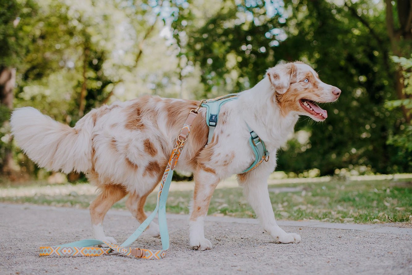 Hundegeschirr – Mint/Orange – Kollektion Très Chic von Hey Lana - Pfotenlieblinge