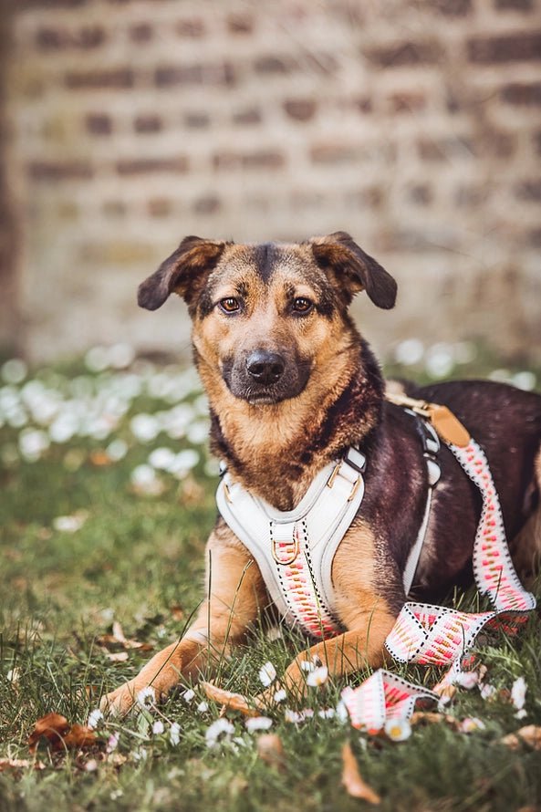 Hundegeschirr Pink/Beige – Verstellbar – Kollektion Très Chic - Pfotenlieblinge