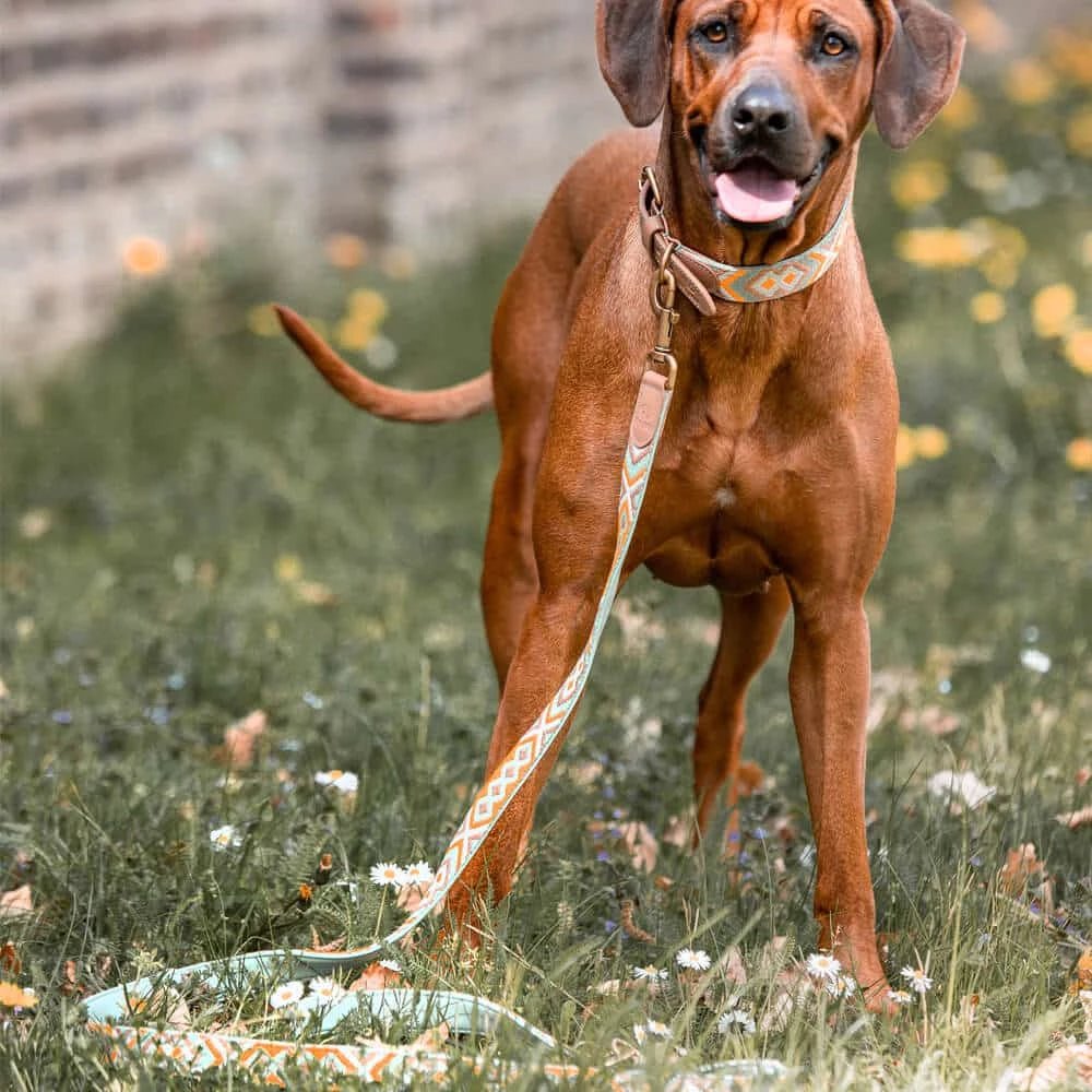 Hundehalsband – Mint/Orange – Kollektion Très Chic Hey Lana - Pfotenlieblinge