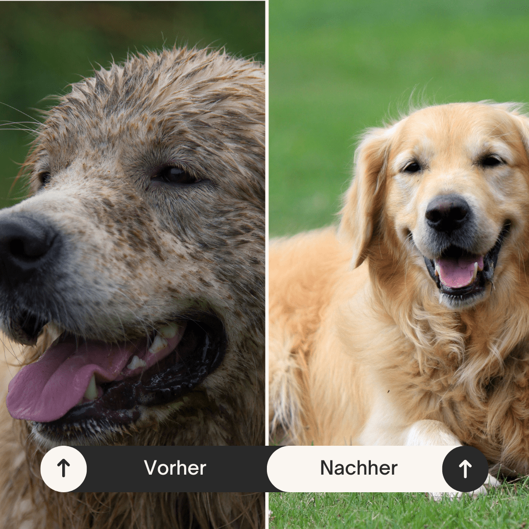 Hundeseife STARKES STÜCK Anti Stink - Pfotenlieblinge