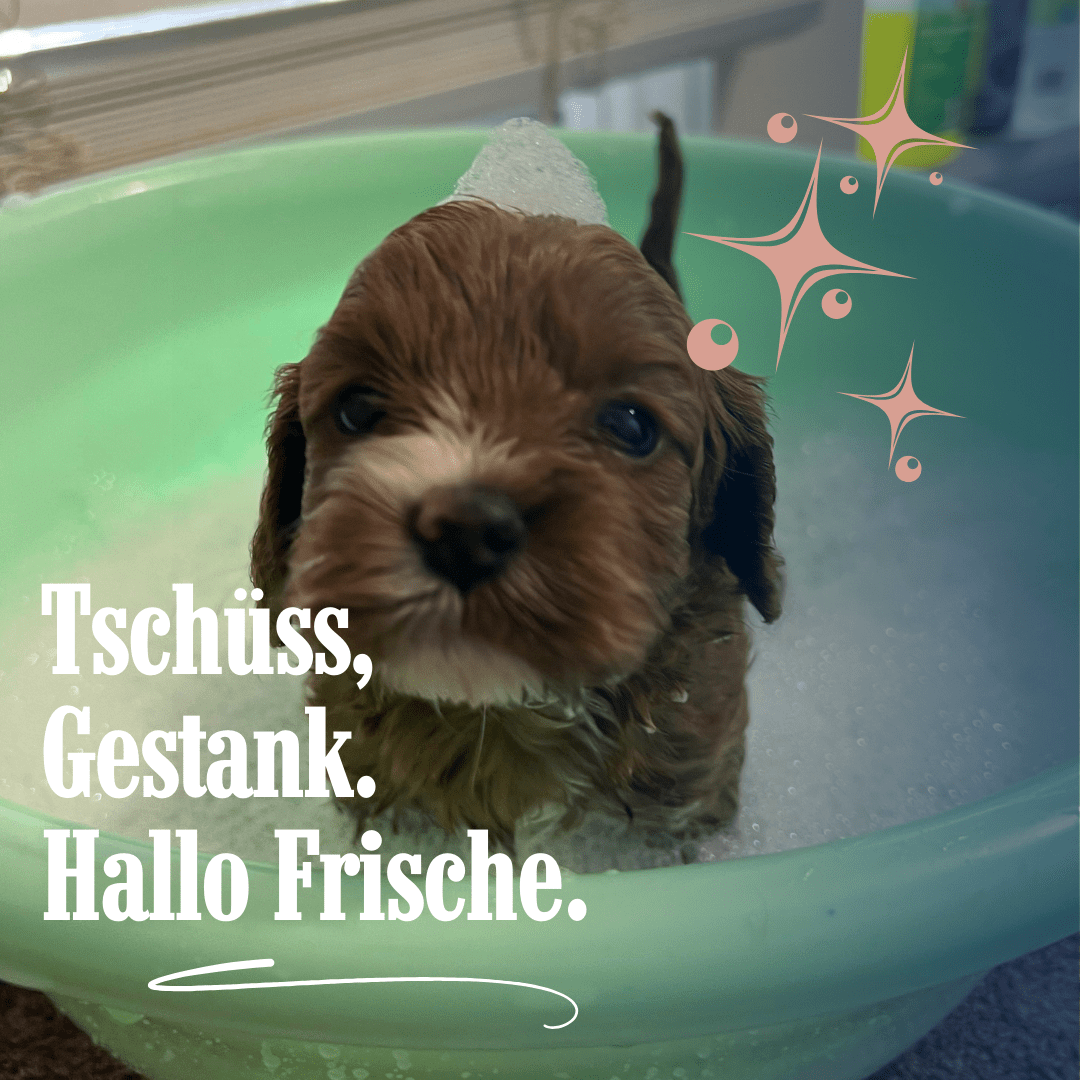 Hundeseife STARKES STÜCK Anti Stink - Pfotenlieblinge