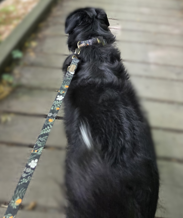 Forest Walkies Set – Nachhaltige Leine & Halsband aus rPet & Kaktusleder, handgemacht