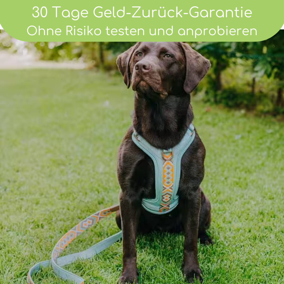 Très Chic Hundegeschirr – Komfort, Sicherheit & Stil in Perfektion Mint/Orange