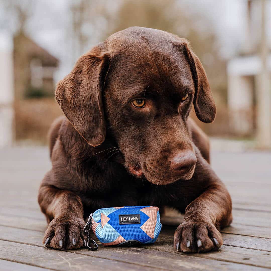 Kotbeutelspender - Heißer Scheiß - Mocca/Blau - Pfotenlieblinge