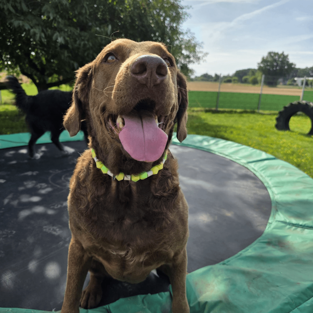 Leuchtset Leine „GLOW“ & Leuchtkette Honeydew Melon - Pfotenlieblinge
