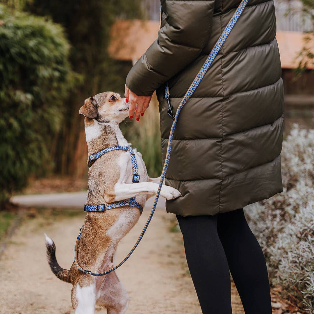 Gepolsterte Multifunktionsleine – Mocca/Blau | 230 cm - Pfotenlieblinge