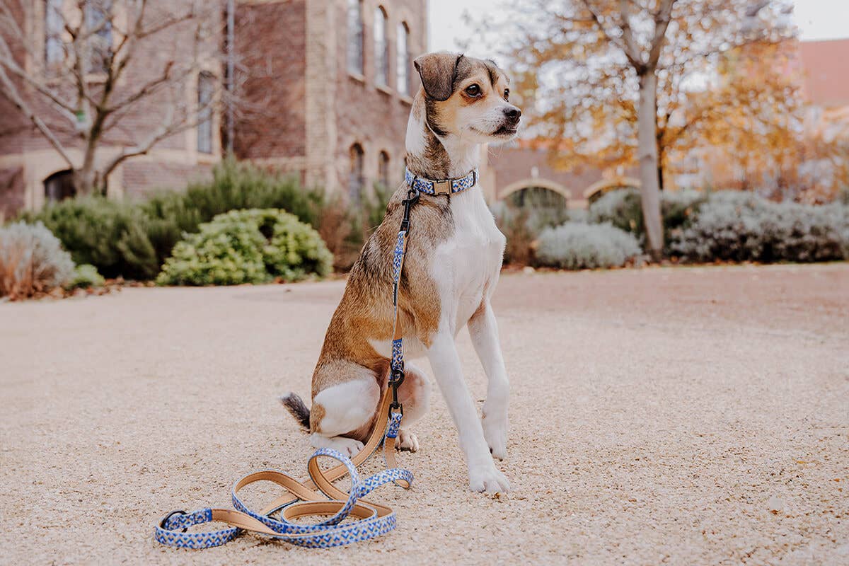 Gepolsterte Multifunktionsleine – Mocca/Blau | 230 cm - Pfotenlieblinge