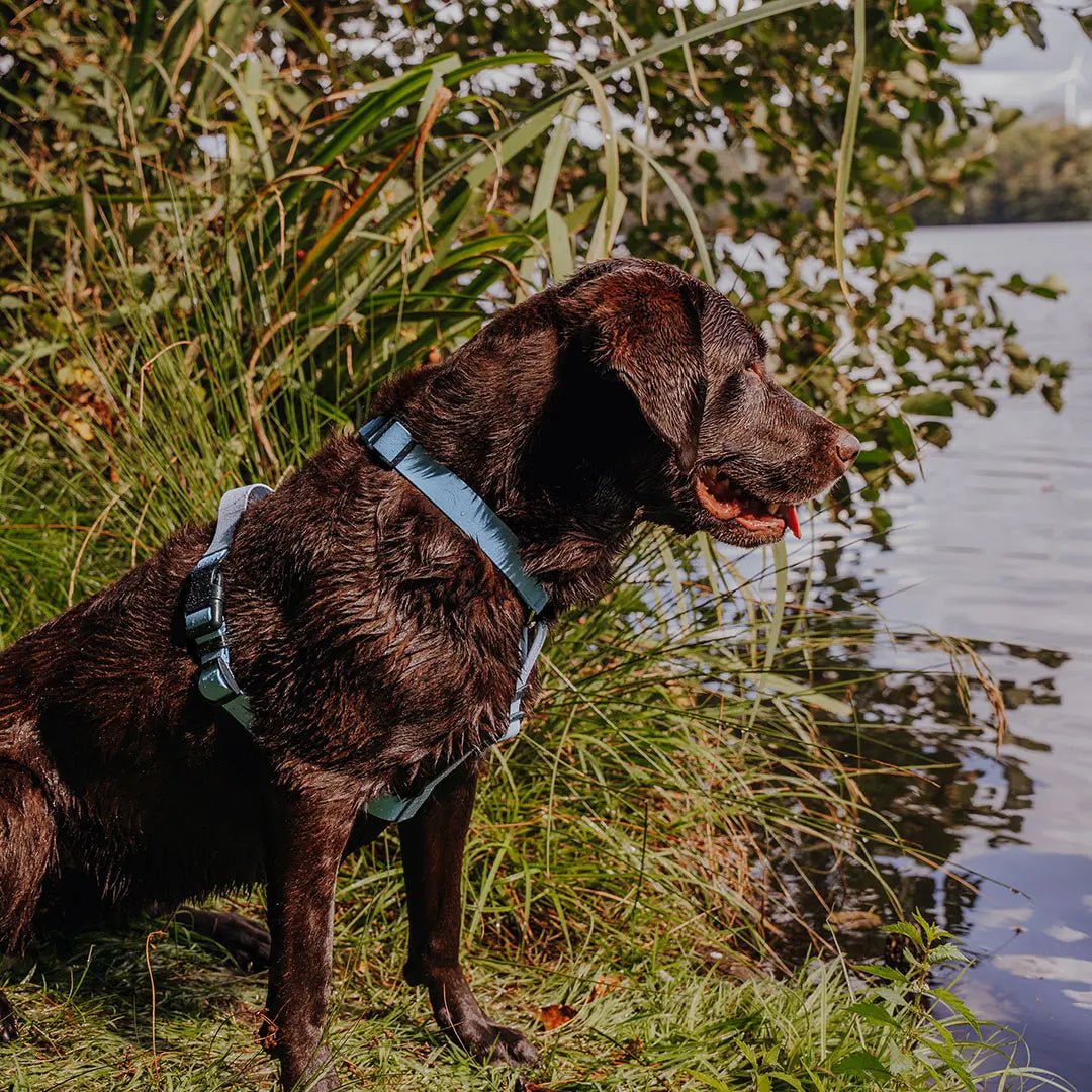 Outdoor FLEX Führgeschirr – 5 - fach verstellbar mit Haltegriff (Taupe/Blau) - Pfotenlieblinge
