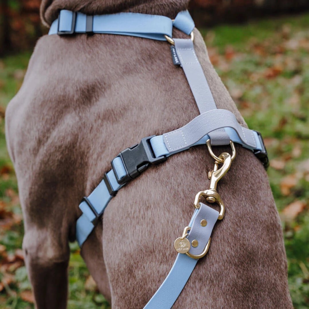 Outdoor FLEX Führleine – 3 - fach verstellbar, 230 cm – Taupe/Blau - Pfotenlieblinge