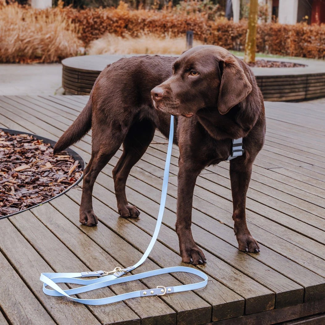 Outdoor FLEX Führleine – 3 - fach verstellbar, 230 cm – Taupe/Blau - Pfotenlieblinge
