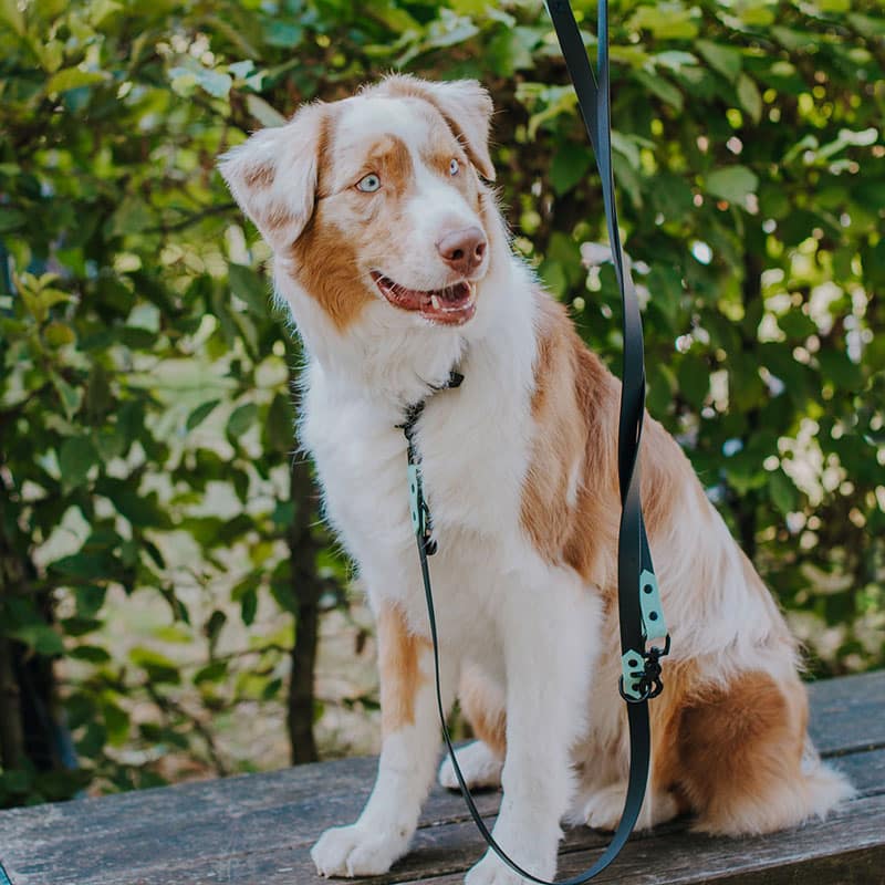 Outdoor SPORT Führleine – 3 - fach verstellbar, 230 cm – Schwarz/Mint - Pfotenlieblinge